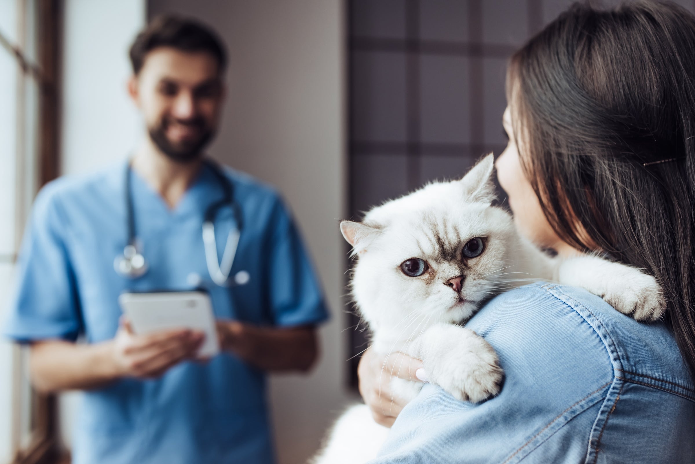 Spezialkost für Katzen