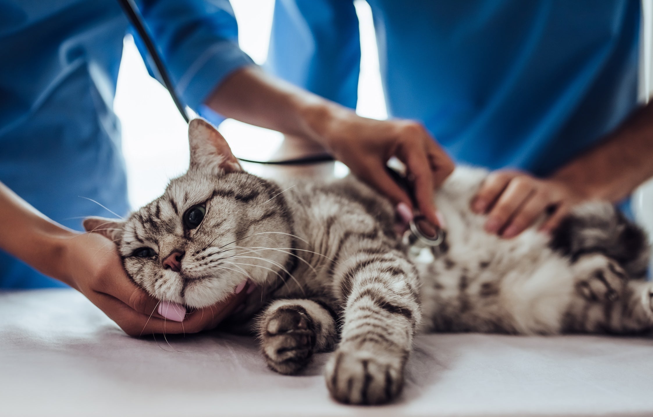 Guide to cat health